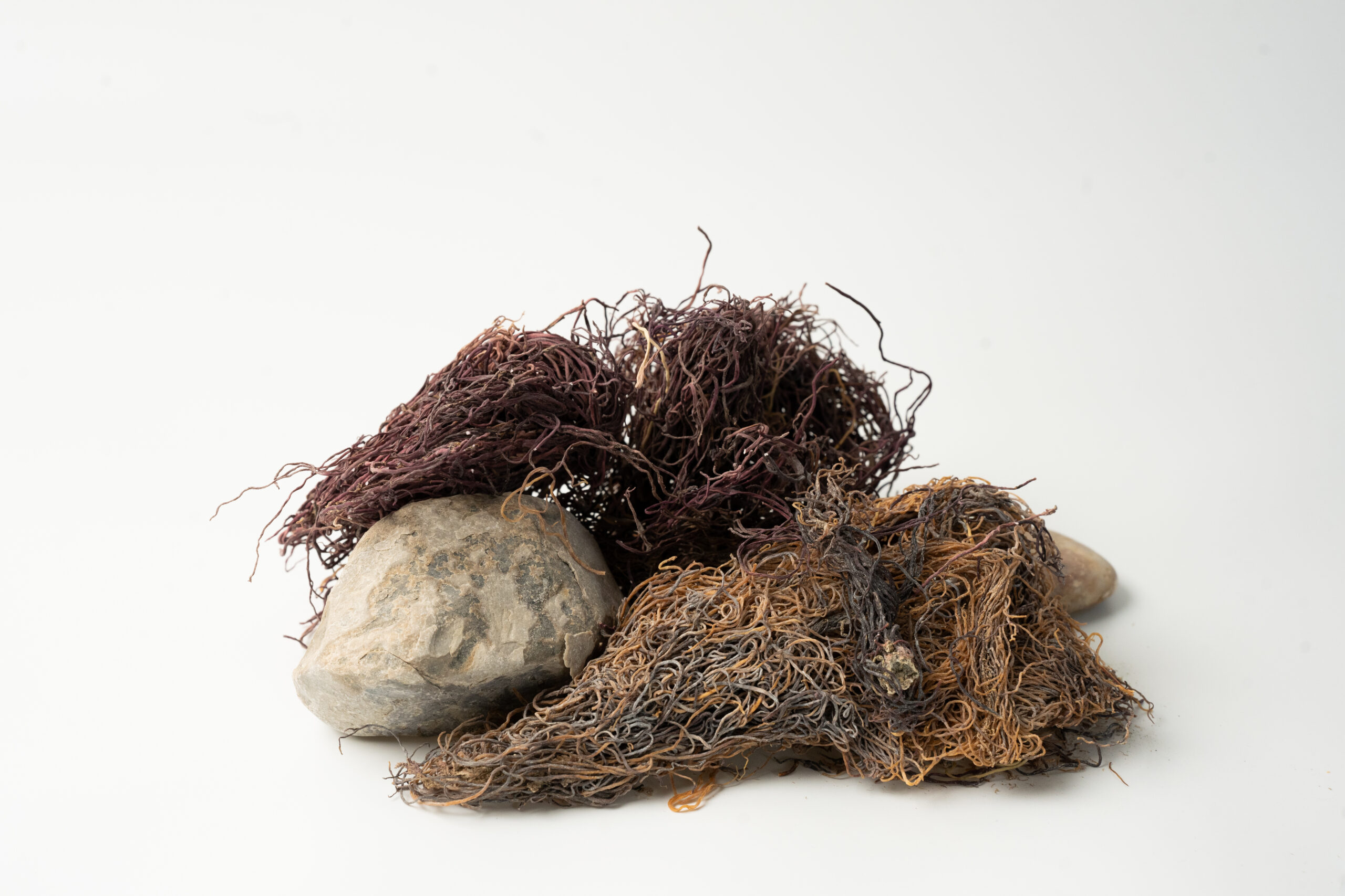 אצת אייריש סימוס - IRISH SEAMOSS מארז 200 גרם