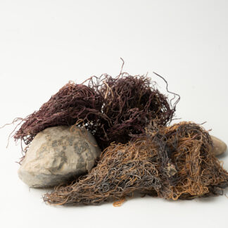 אצת אייריש סימוס - IRISH SEAMOSS מארז יחיד