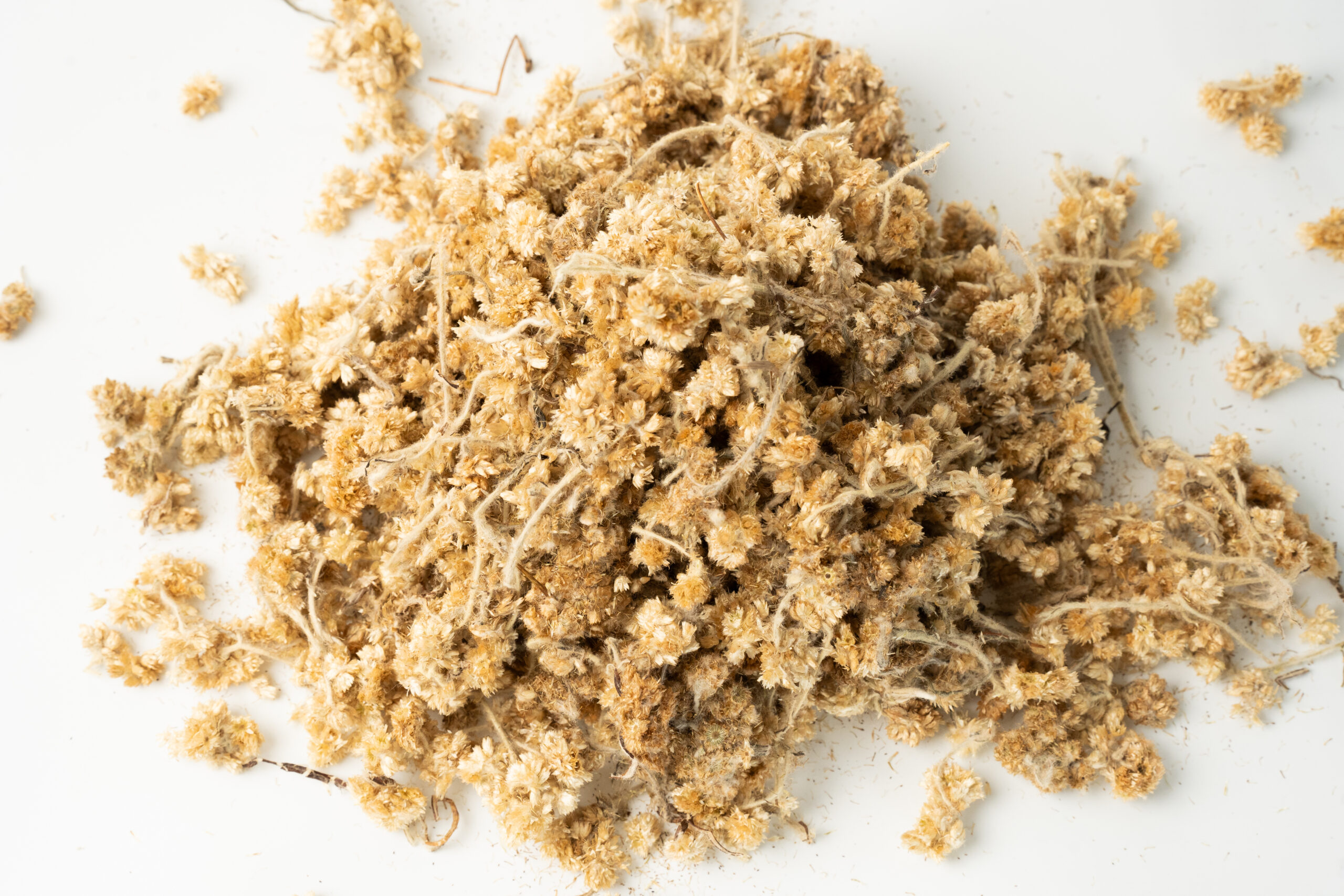 פרחים מוליין - MULLEIN Flowers