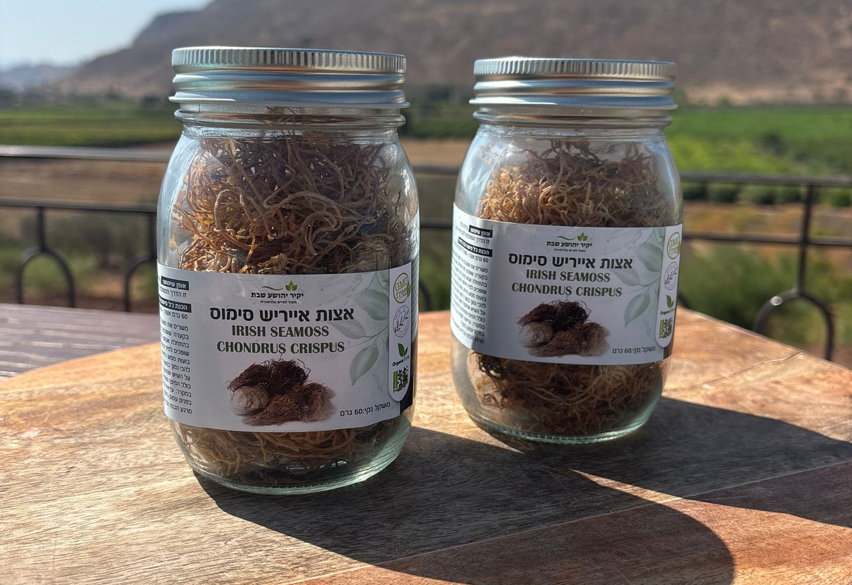 אצת אייריש סימוס - IRISH SEAMOSS מארז זוגי