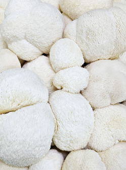 פטריות רעמת האריה - Hericium erinaceus