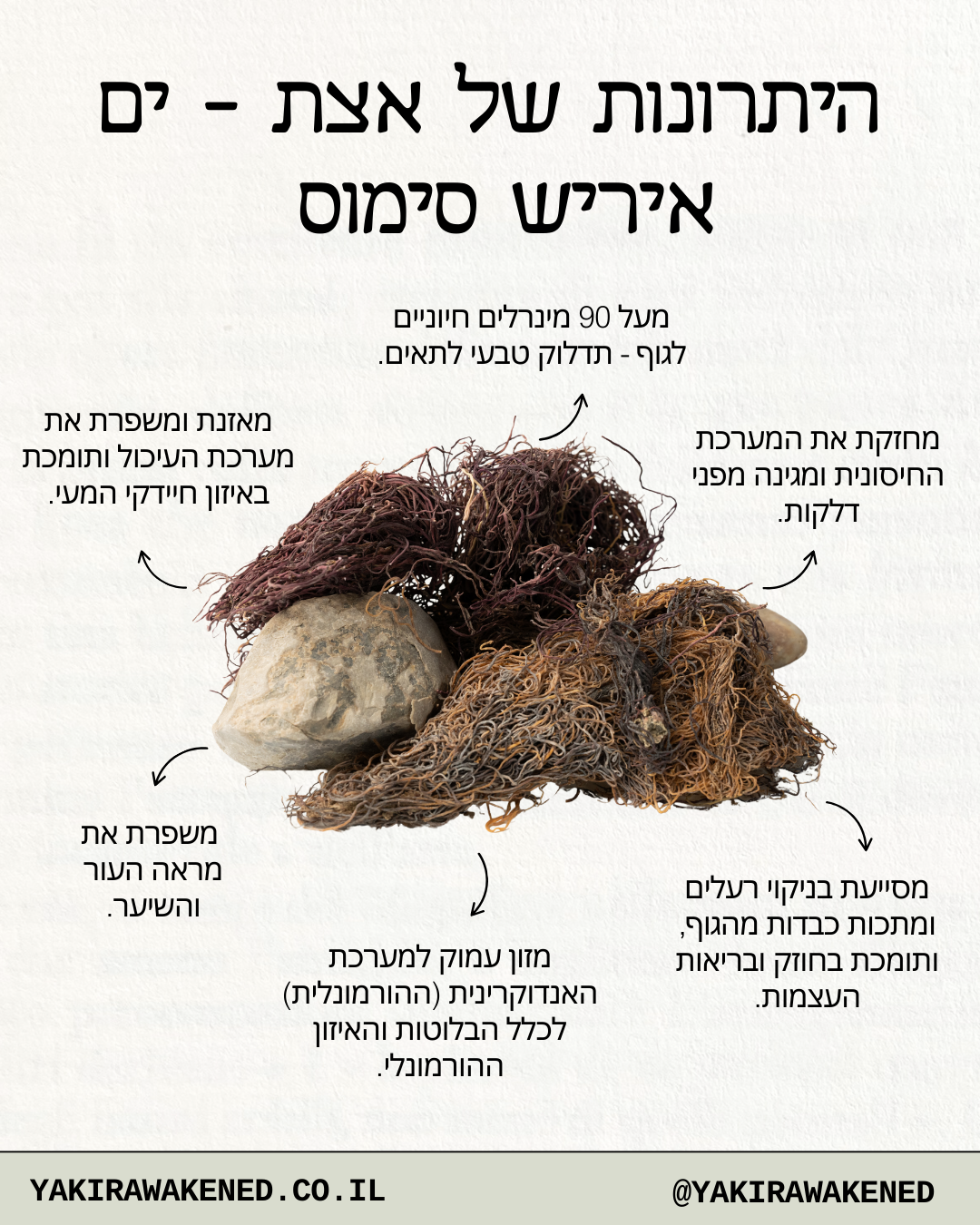 אצת אייריש סימוס - IRISH SEAMOSS מארז 200 גרם